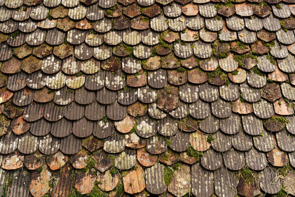 Roof Algae and Stains in Florida: Why They Form and How to Remove Them Safely
